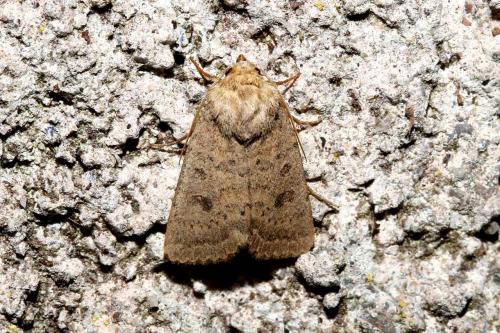Hoplodrina superstes